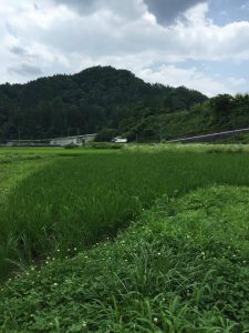 まちむら交流会　田んぼの様子